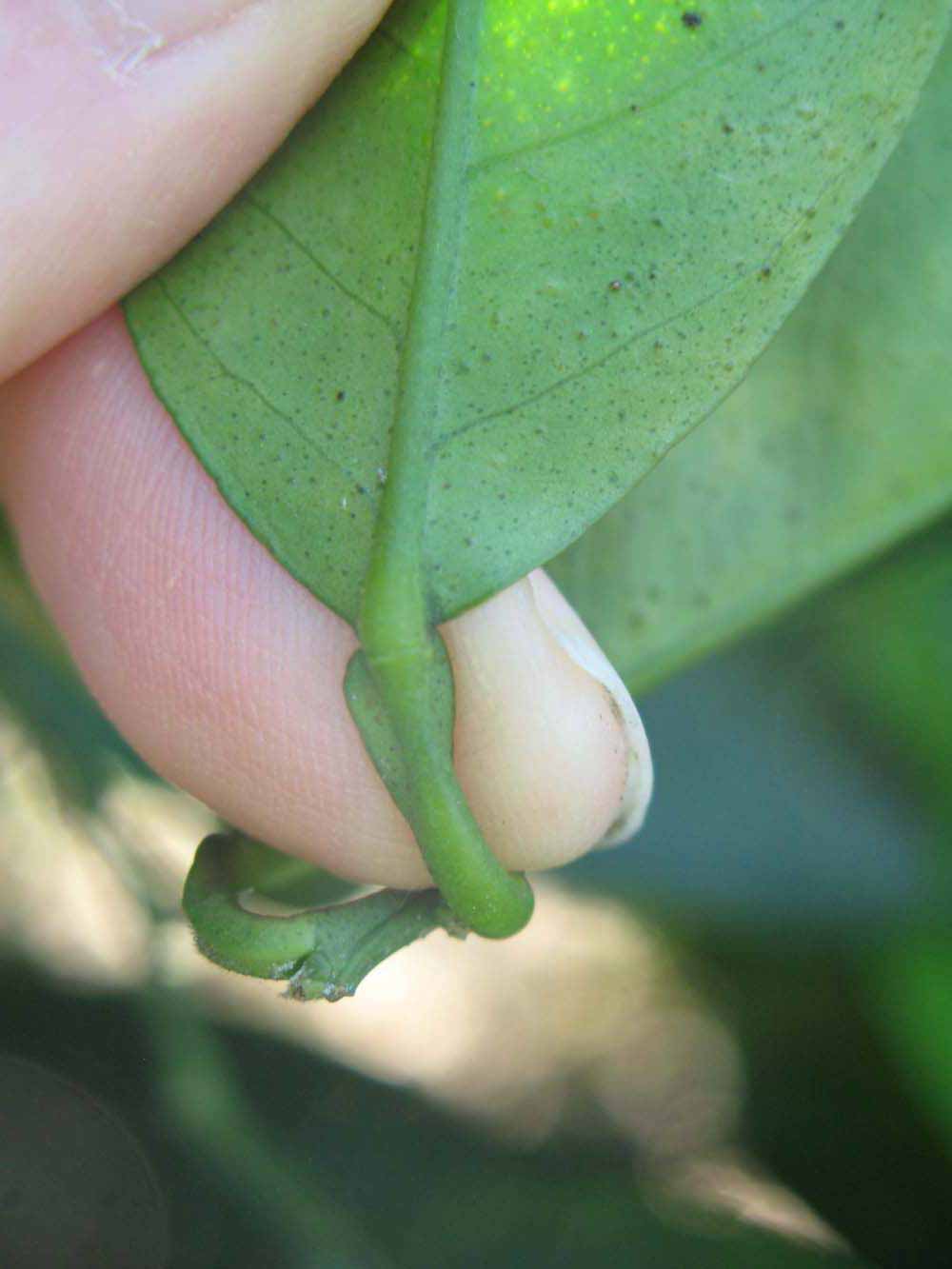              Petiole (Winter Haven, FL)       